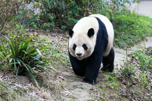 签运如何？巴萨过往13次交手巴黎，5胜4平4负略占上风